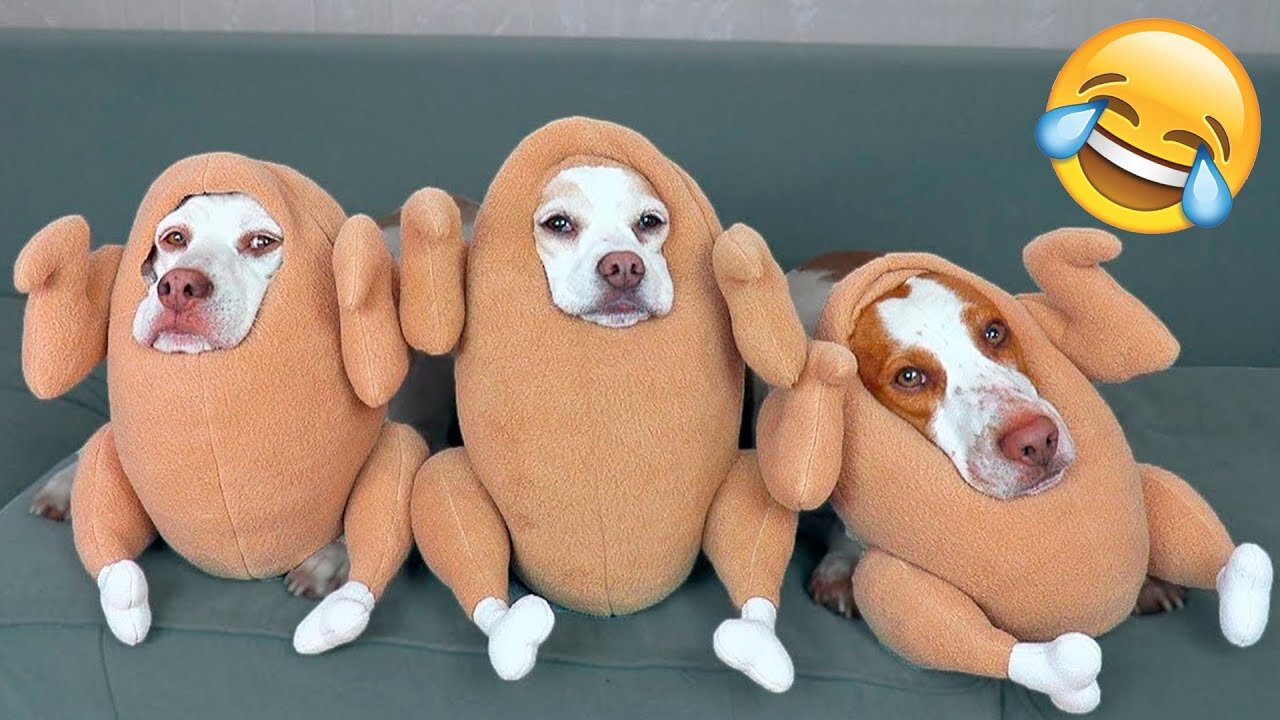 Funny Animal Videos 2022 π - Best Dogs And Cats Videos πΊπ #16