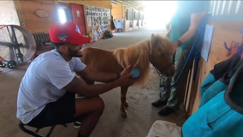 Horses helping veterans with mental health