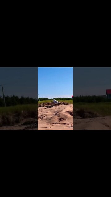 Up close with a seagull