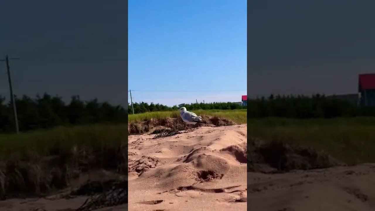 Up close with a seagull