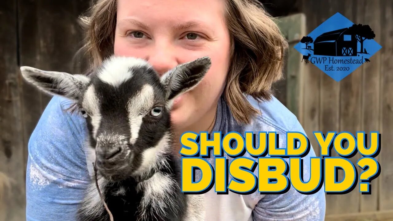 What is Disbudding? Should You Dehorn Your Goats?