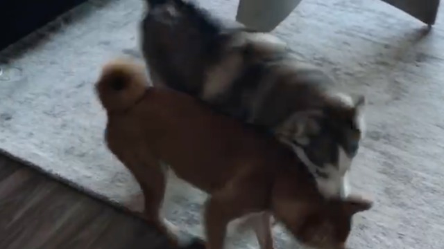 Neighbor dogs get together for fun play date