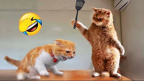 Funniest Animals 2024 😂 New Funny Cats and Dogs Videos 😻🐶 Part 1