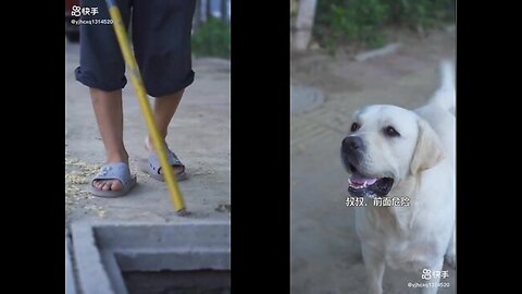 DOG SAVE BLIND MAN LIFE 😚😚😗 #SHOTS #DOGSAVE #YOUTUBESHOTS