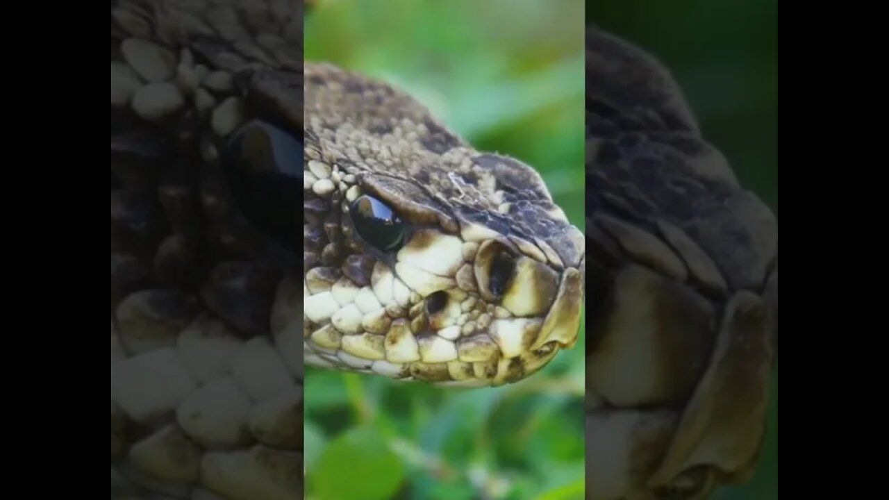 Snake Sounds #Shorts🎶