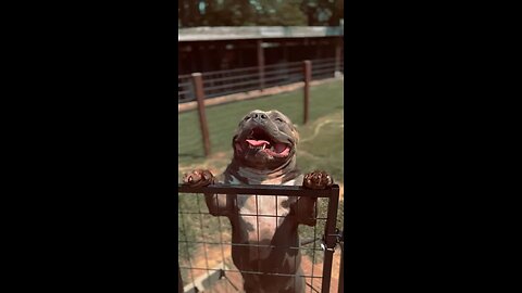 American bully has big head!