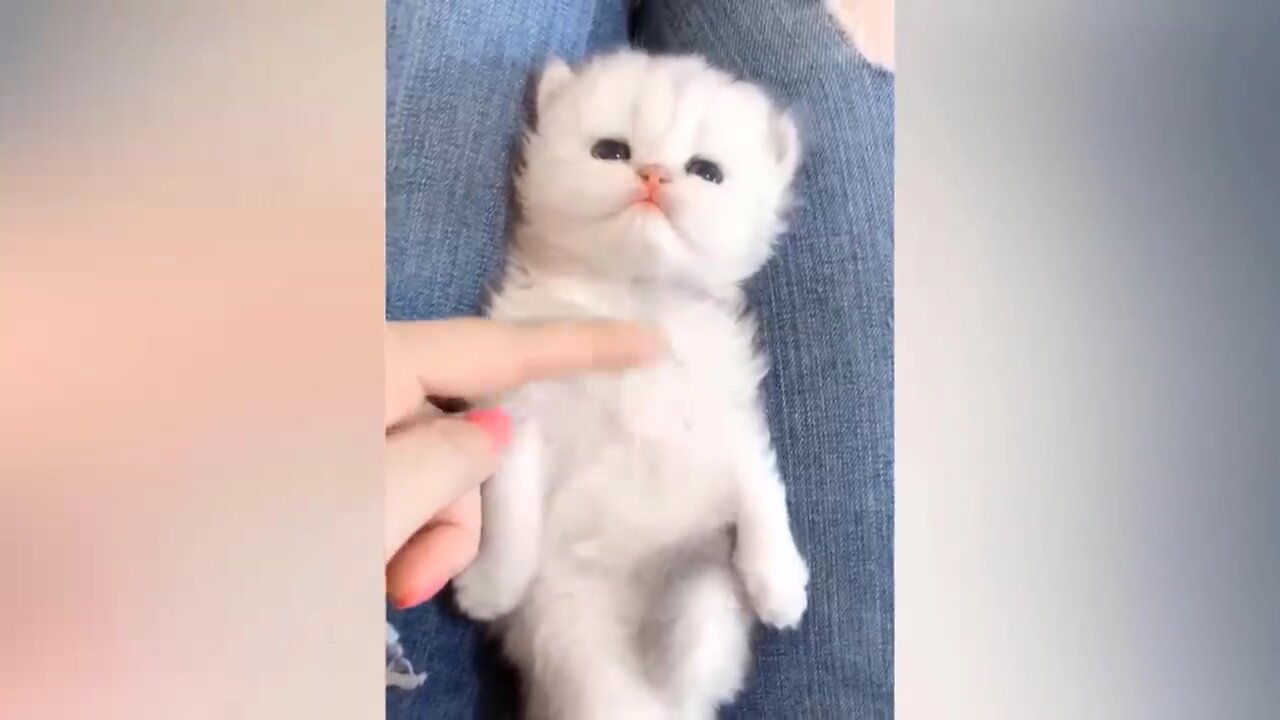 Sweet cat taking viral video