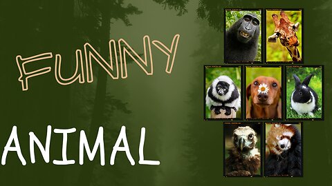 Laughing with the Animal Kingdom: Side-Splitting Videos Guaranteed