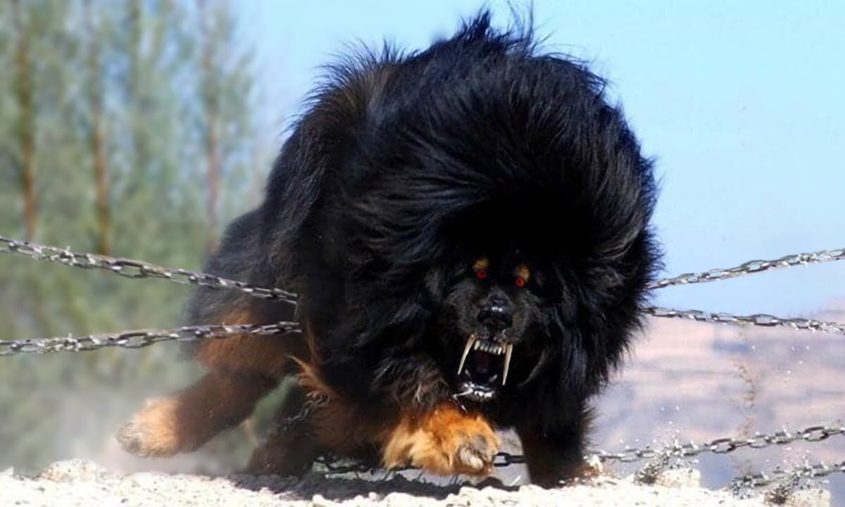 Unleash the Beasts: Top 20 Most Powerful Dogs on the Planet 🐾💥 - Animal Vised