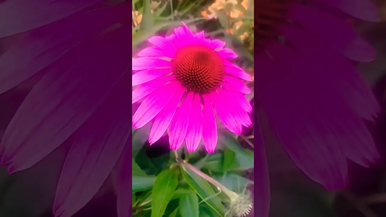 Do you feel beautiful?