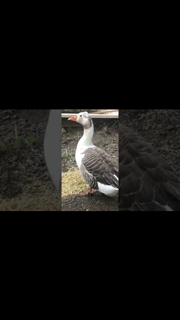 Guinea fowl photobomb goose video