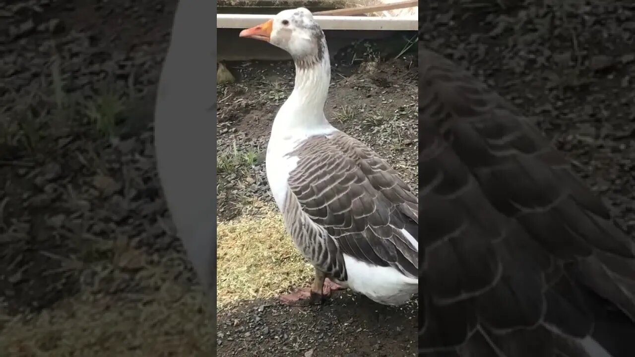 Guinea fowl photobomb goose video