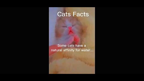 Cat facts beautiful