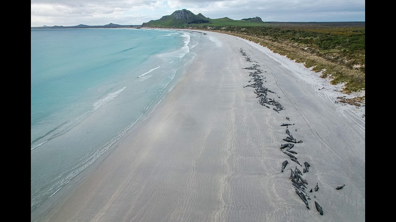 Nearly 500 Pilot Whales Found Washed Ashore After Getting Stranded