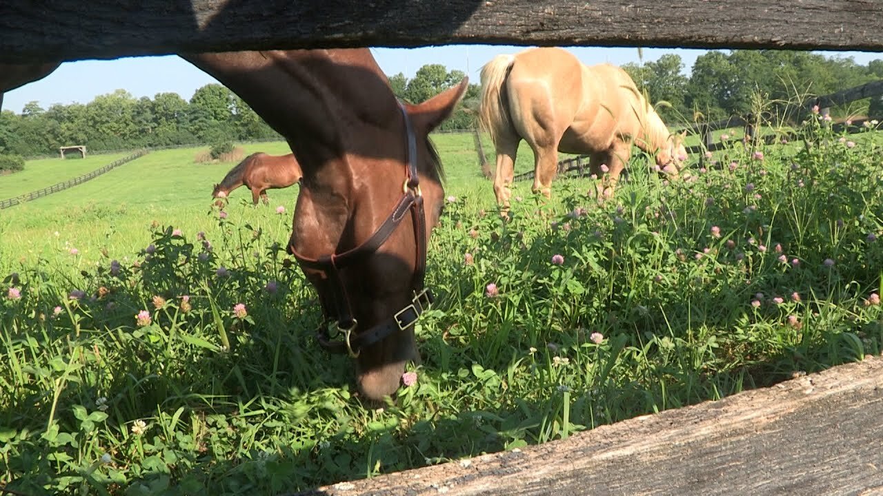 Pasture renovation improves forage quality for school's horses