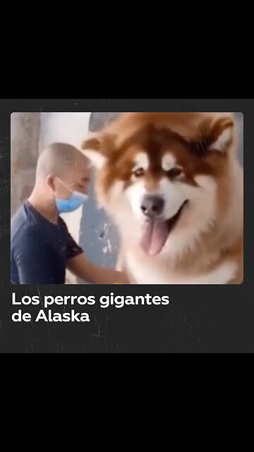 El malamute gigante de Alaska, una raza canina con historia