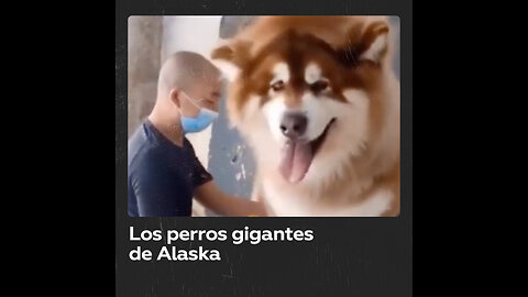 El malamute gigante de Alaska, una raza canina con historia