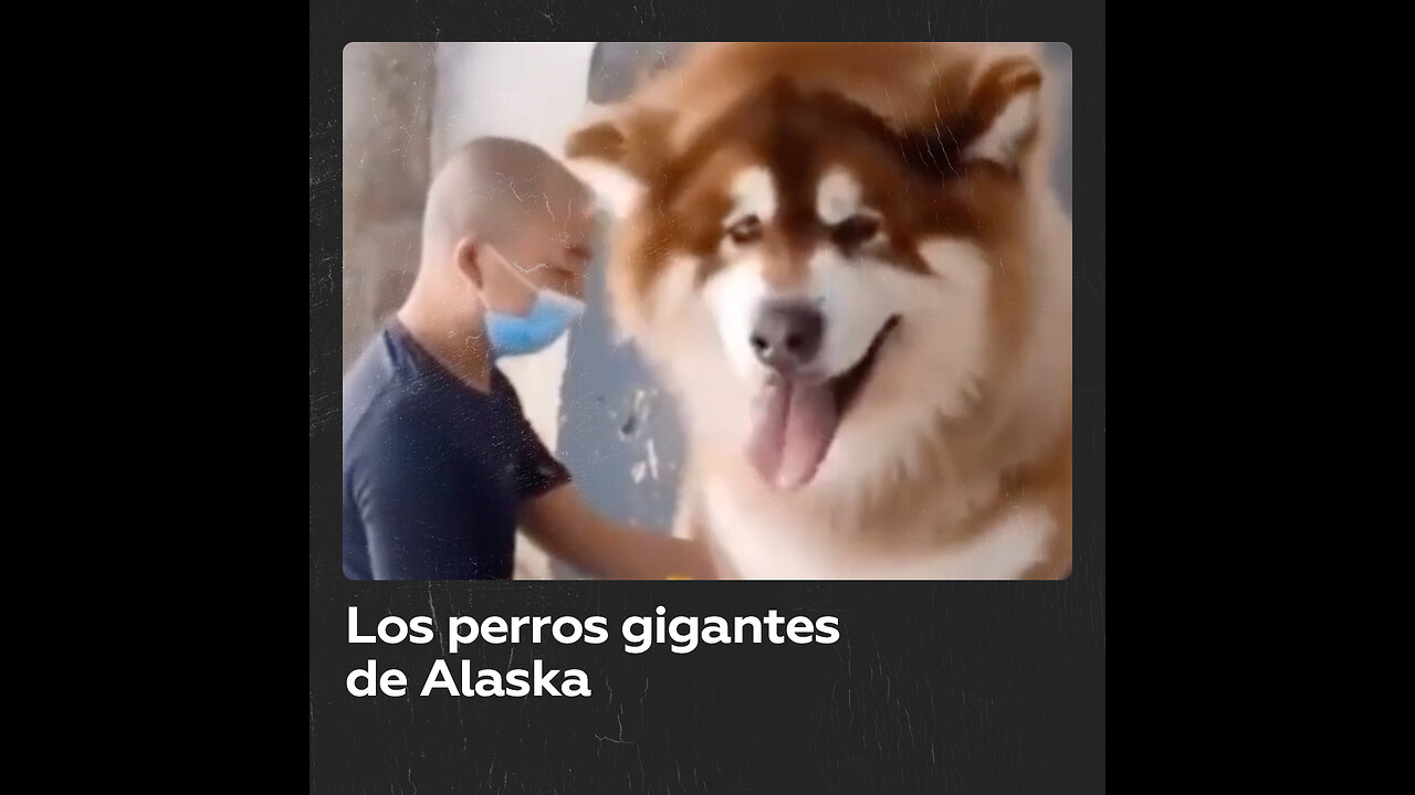 El malamute gigante de Alaska, una raza canina con historia
