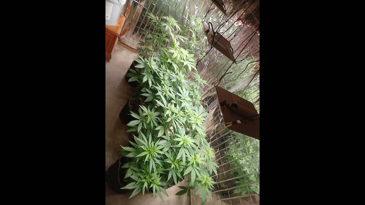 first time growing 5 og kush 3 fat banana