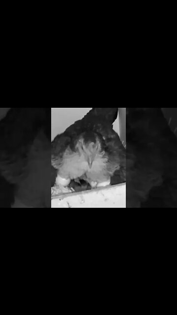 Mumma bird keeping hatchlings and eggs warm overnight