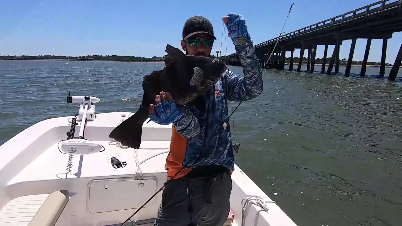 Black Drum