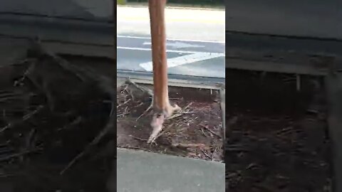 #gangstalking perp walk 06/30/2022 Pt. 1