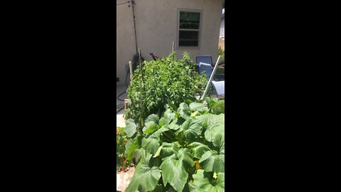 First Green Produce of the Year