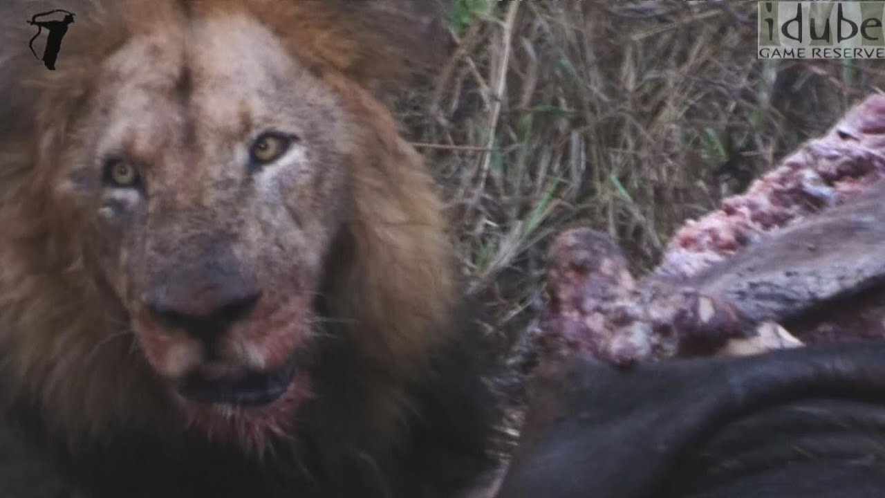 Male Lion Eating An African Buffalo (In The Rain)