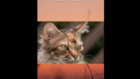 10 Rarest Cat Breeds in the World