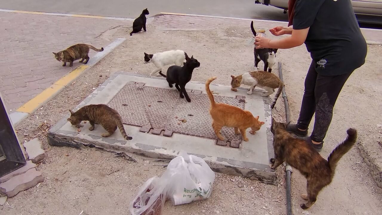 🟢24/7 stream of us feeding and bonding with street cats🟢calm music in the background