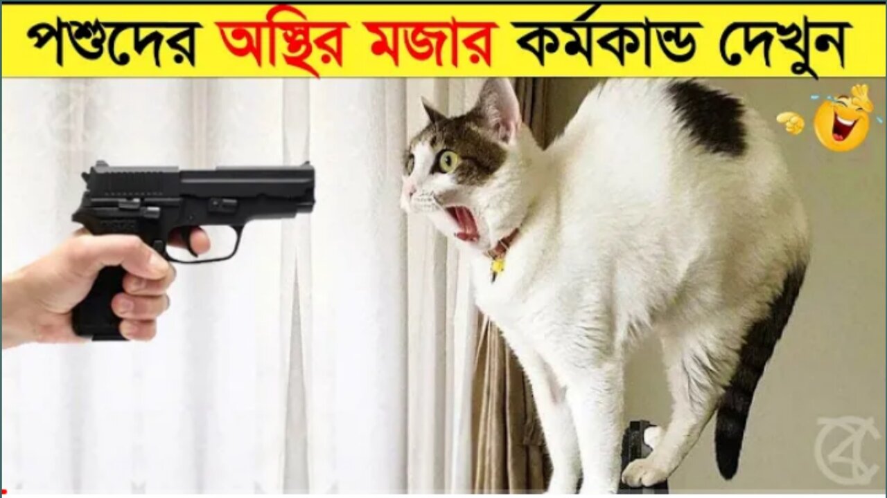 পশুদের মজার কর্মকান্ড ক্যামেরায় ধরা পড়া | Funny Animals Video 2023 (Part-21) | mayajaal.