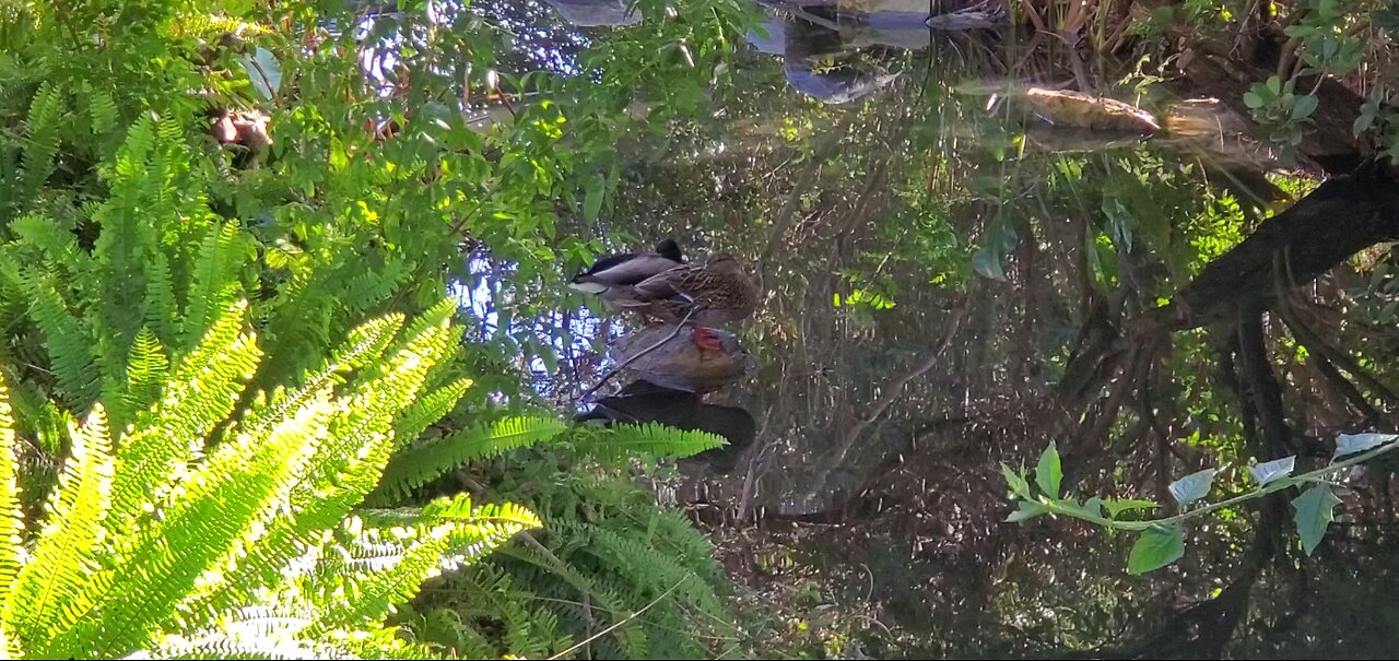 Relaxing & Calming Video Of Two Ducks Sitting On A Stone Together By The Waterfall