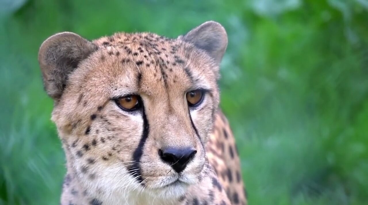 A Cheetah Hunting |Animal's|