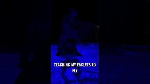 Teaching my Eaglets how to fly 🦅🤓