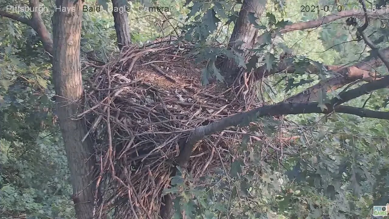 Hays Eagles nest study and woods limb 2021 07 07 7:48AM