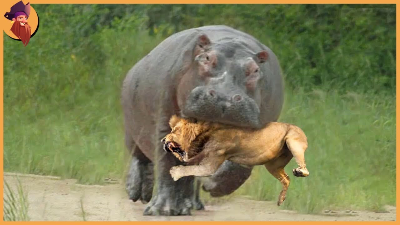 The Best Of Animal Attack 2022 - Most Amazing Moments Of Wild Animal Fight#AnimalAttack #WildAnimals