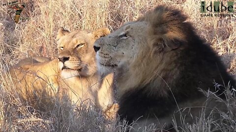 Daughters Of The Mapogo Lions - Rebuilding The Othawa Pride - 65: One Lioness With A Majingilane