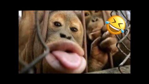 If You Laugh😂 At 2m.9s You Lose Challenge🧨, The Best Funniest Animals videos is here😂