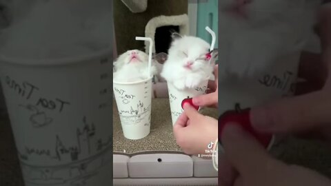 Funny pet Memes#shorts #fyp #funny #cat #animals #dogs #funnyvideo