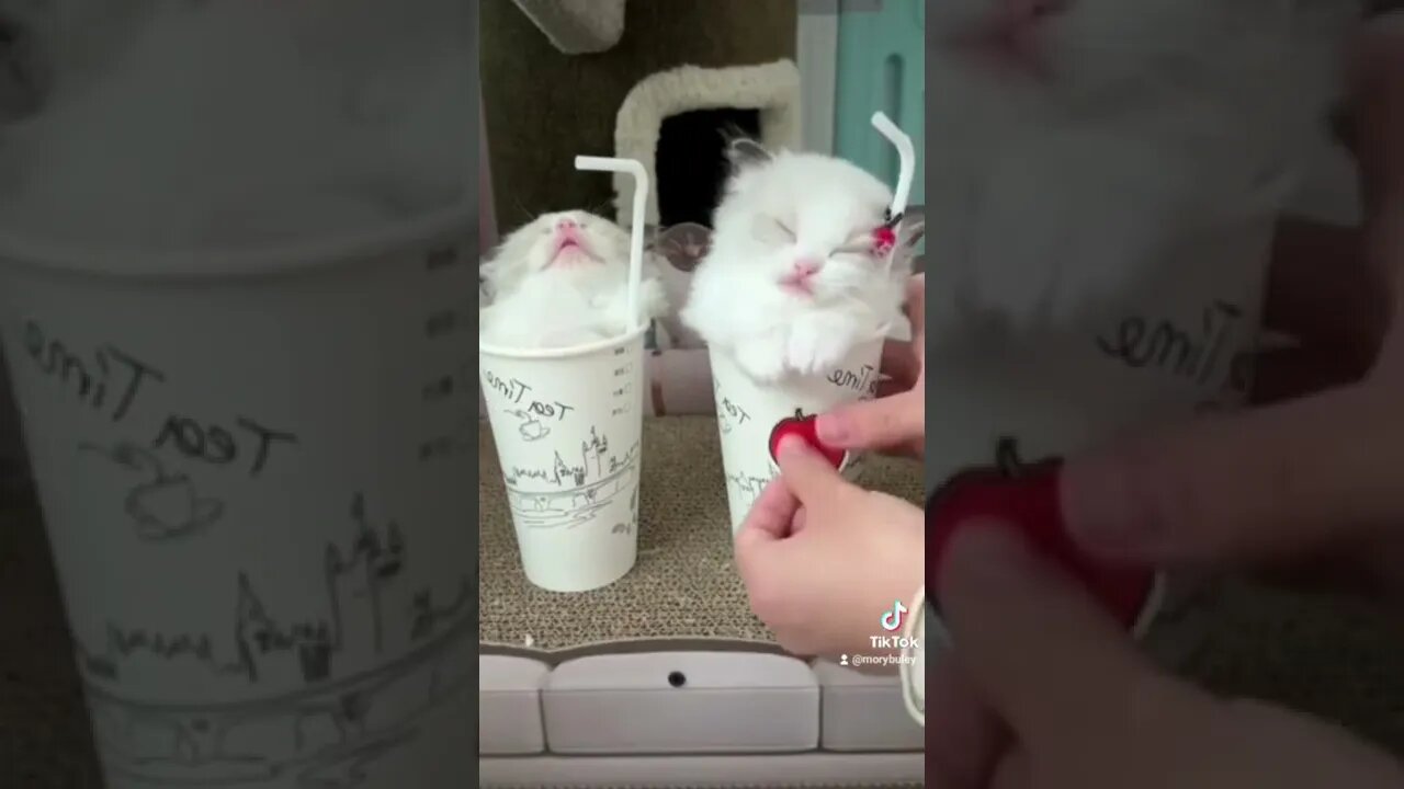 Funny pet Memes#shorts #fyp #funny #cat #animals #dogs #funnyvideo