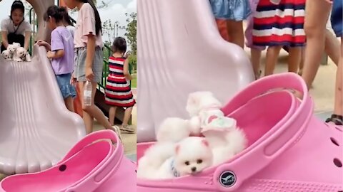 Funny and Cute Dog Video 2021!!