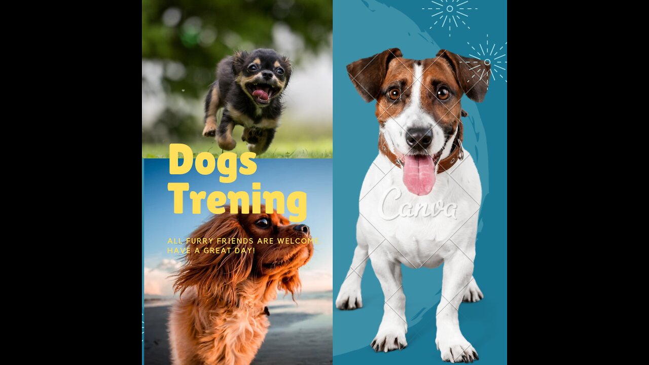 Dogs Trening। Best dog trening।