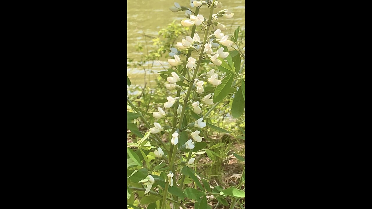 Wildflowers are beautiful also