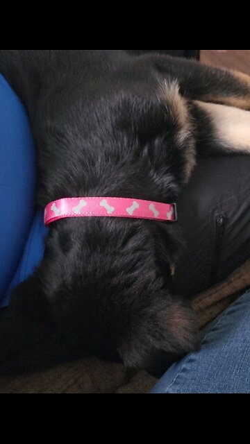 nap time at the Rahm house