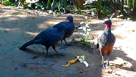 Jacu e seus amigos se deliciando com bananas frescas! Jacuaçu, jacuguaçu, guans