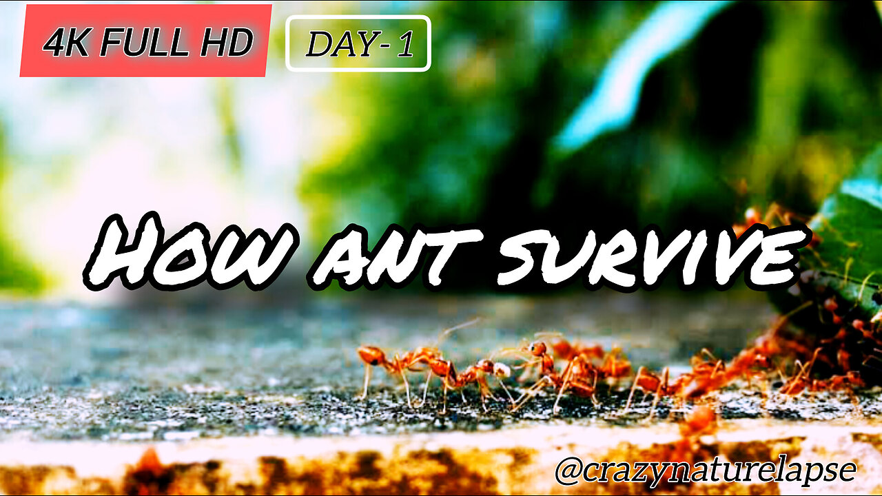 HOW ANT SURVIVE || ANT LIFE || DAY 1 || TIME LAPSE || CRAZY NATURE LAPSE