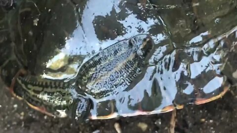 How Turtles grow shells out of there shell