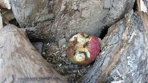 Yellow and Black Bees and an Apple