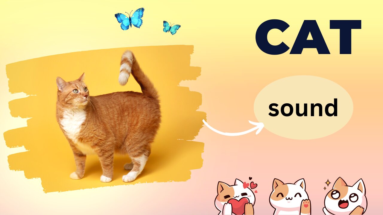 Sounds that attract cats - Meow to make cats come to you