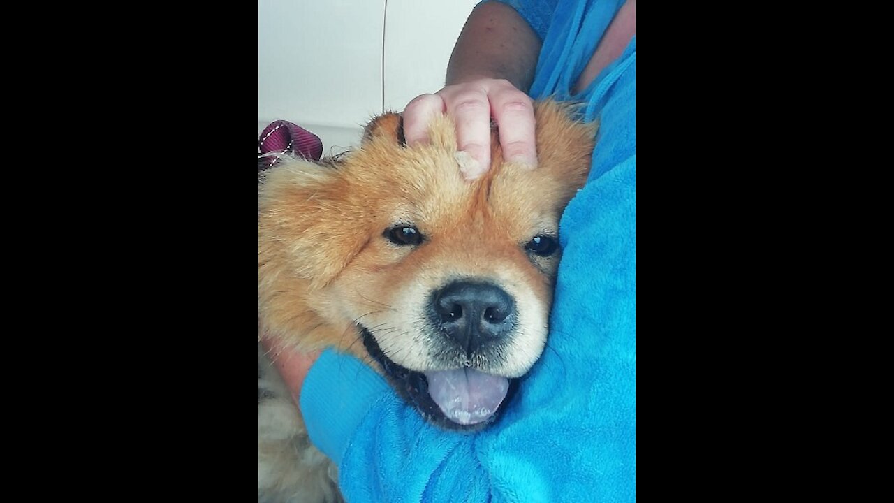 CHOW CHOW - Bath Time , South Africa